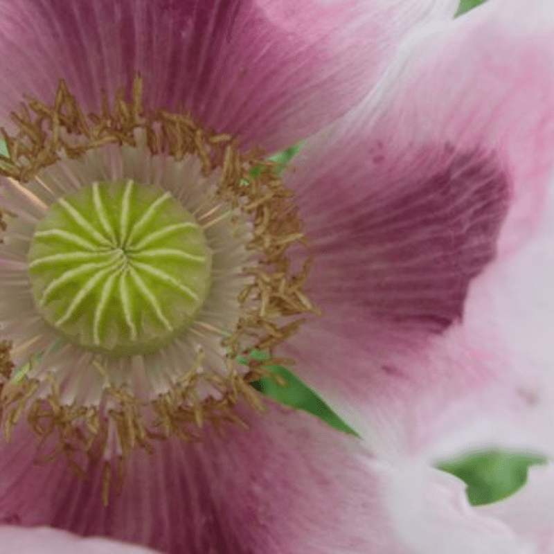 Organic Heirloom Ziars Breadseed Poppy