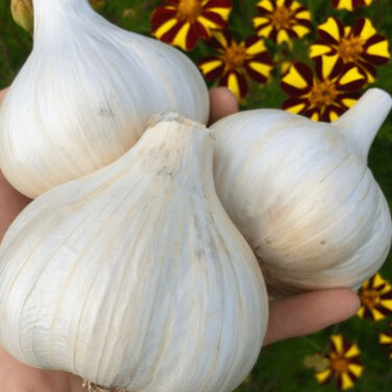 organic-italy-hill-garlic