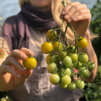 Organic Jaded Cherry Tomato