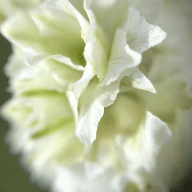 Organic White Larkspur - Fruition Seeds