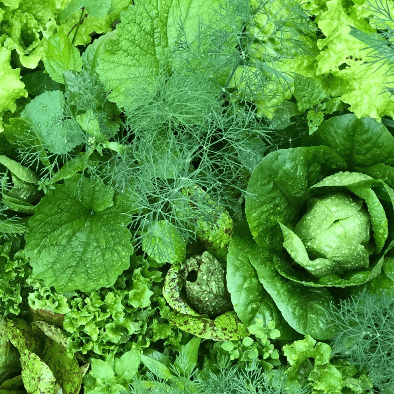 Events 18 organic-lettuce