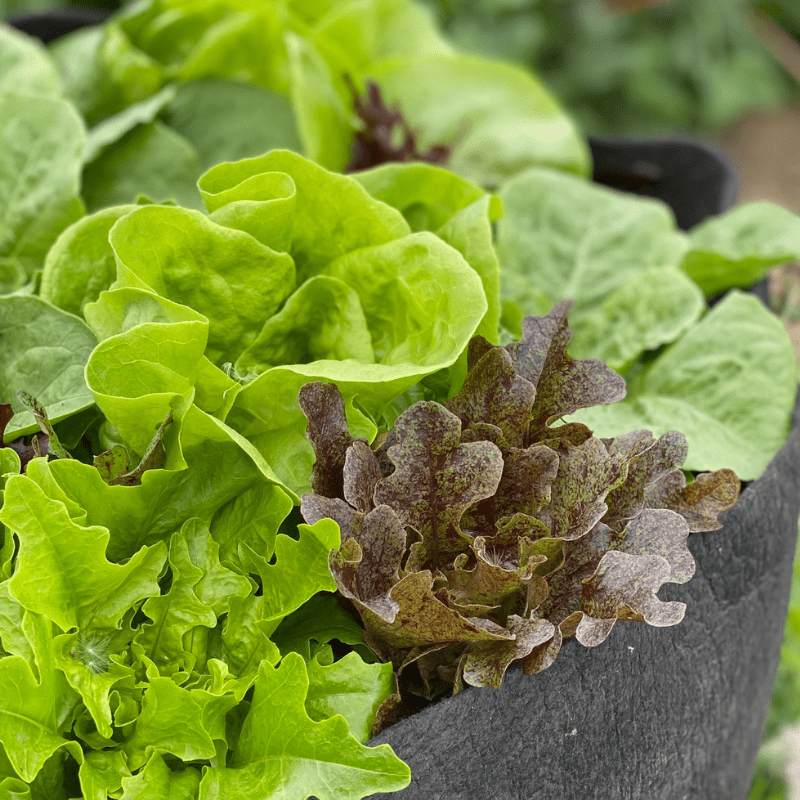 Organic Vegetable Salad Bowl 6000 Seeds Large Lettuce