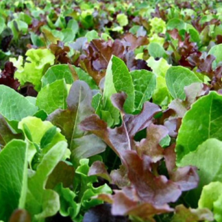 Organic Fruition's Summer Lettuce Blend