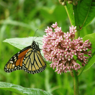 Organic Milkweed