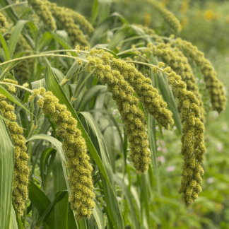 Organic Lime Light Spray Millet