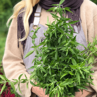 Organic Mountain Mint