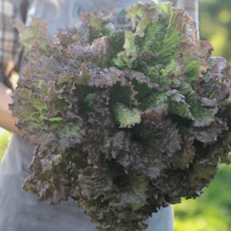 Organic New Red Fire Lettuce