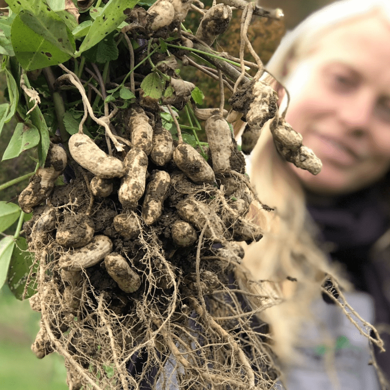 Peanuts as houseplants can be enjoyed for both flowers and food