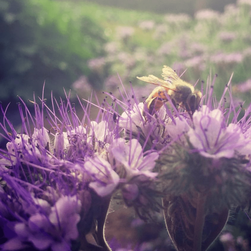 Phacelia Bees friend bees Pasture Green Manure Bees Friend Meadow Flower Seed Seeds 