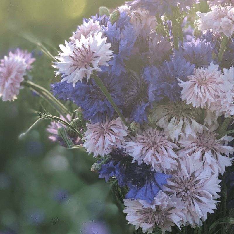 1oz Polka Dot Mixed Bachelor Buttons Cornflower Seeds (Approx 5500 Seeds)