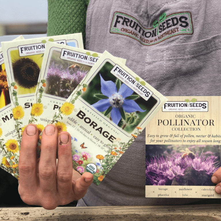 Organic Cleome Fruition Seeds