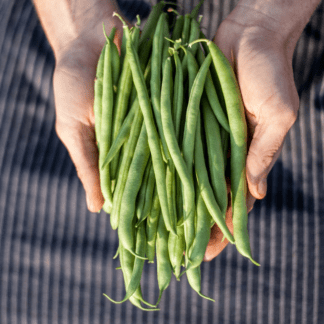 Organic Provider Bush Snap Bean
