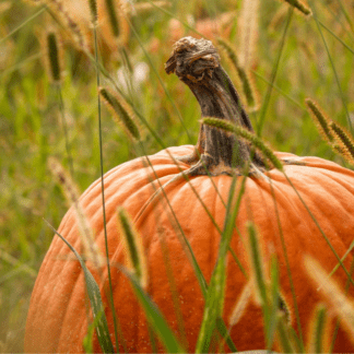 Organic Jack Straw Pumpkin