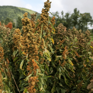 Organic Rainbow Quinoa