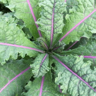Organic Rainbow Lacinato Kale