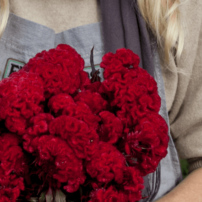 Celosia Archives - Fruition Seeds