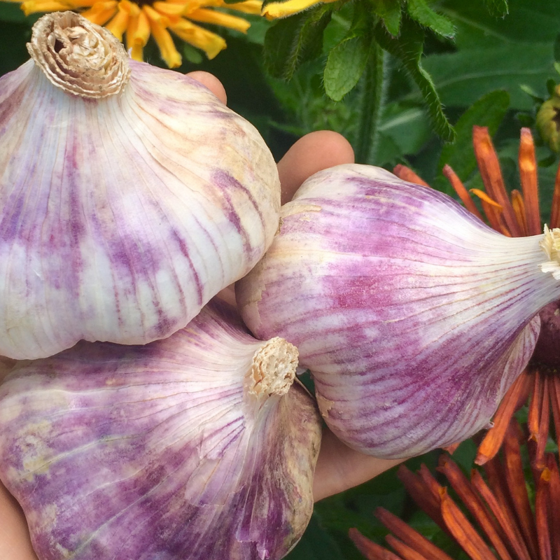 Organic Regatusso Softneck Garlic