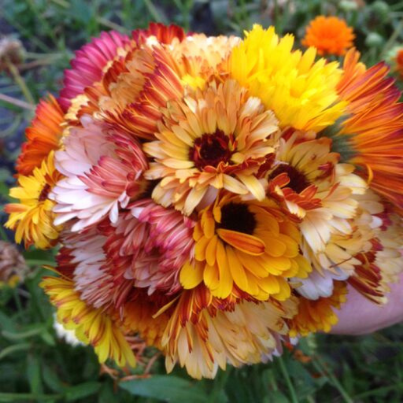 Organic Edible Flower Collection - Fruition Seeds