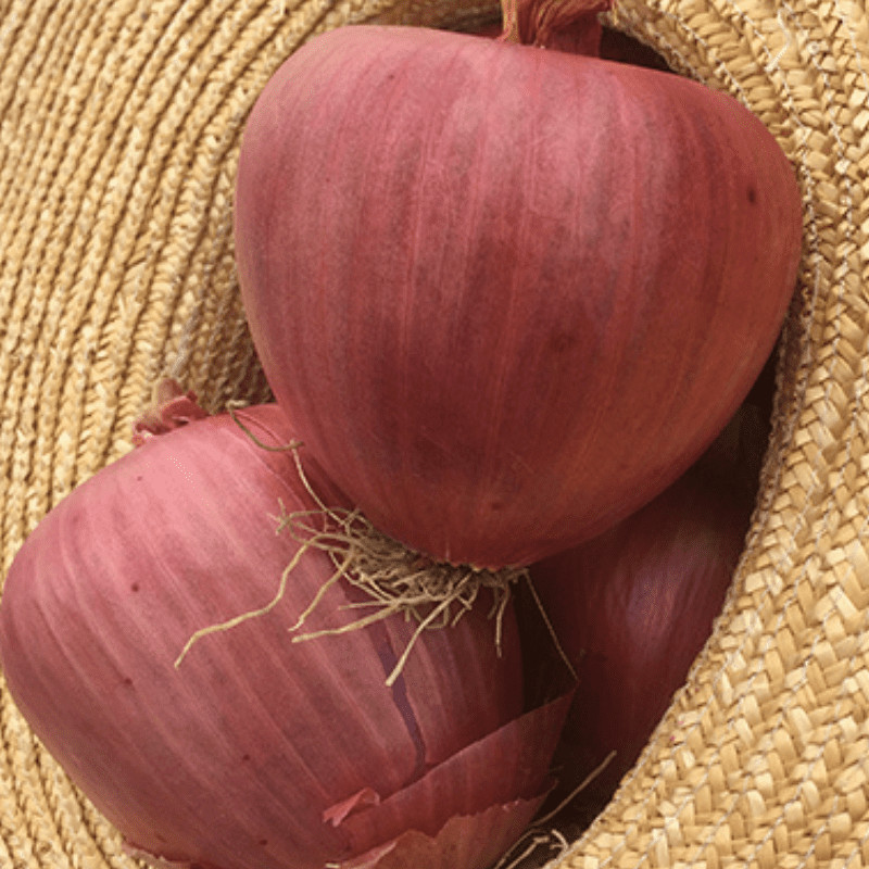 Rossa di Milano' Onion – Experimental Farm Network Seed Store