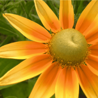 Organic Prairie Sun Rudbeckia