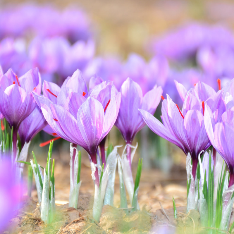 Organic Saffron Crocus Corms Fruition Seeds