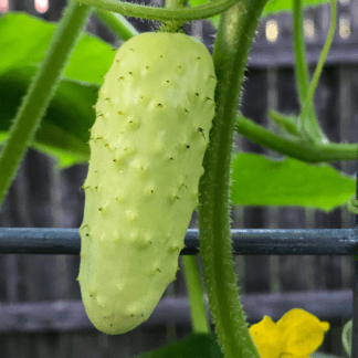 Organic Salt and Pepper Cucumber
