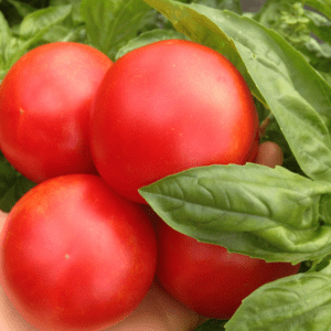 Fruition Seeds photo 17