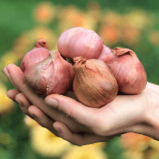 Organic Dutch Red Shallot