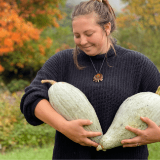 Organic Sibley Winter Squash