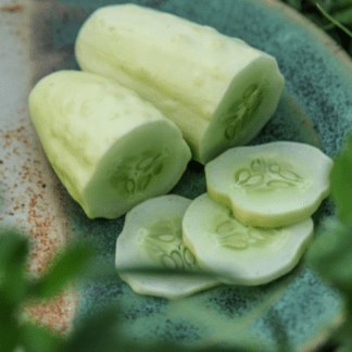 Organic Silver Slicer Cucumber