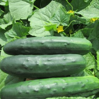 Organic Marketmore 76 Cucumber