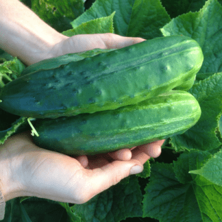 Organic Spacemaster 80 Cucumber