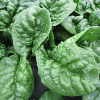 Organic Butterflay Spinach
