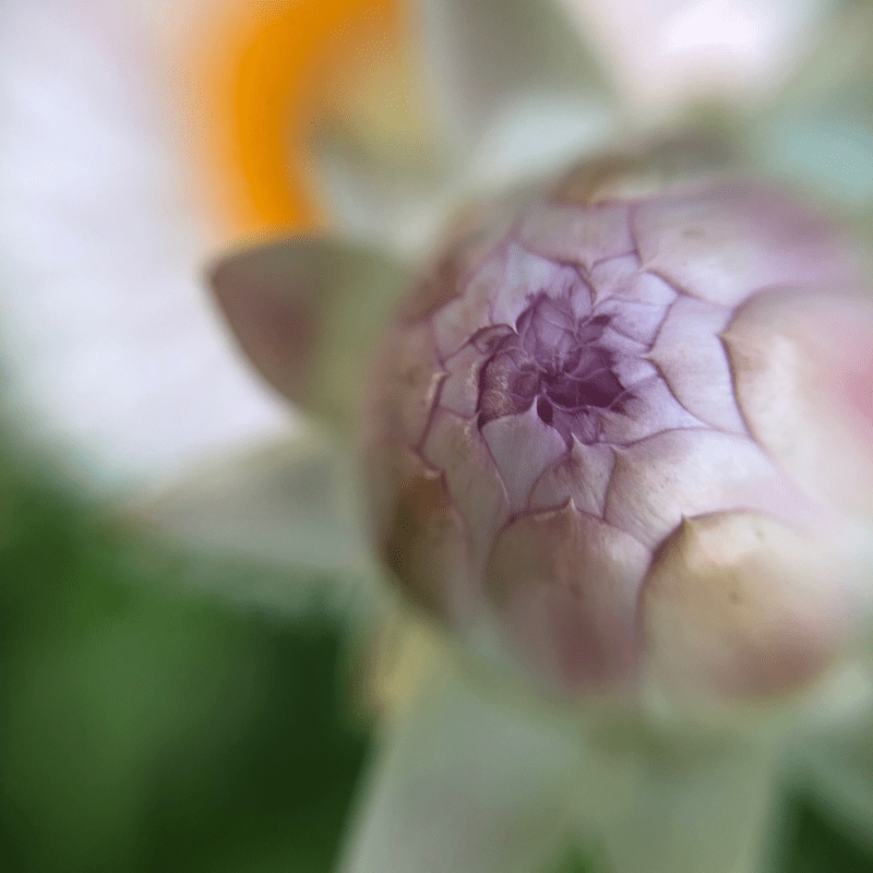 Straw Cover White Flower