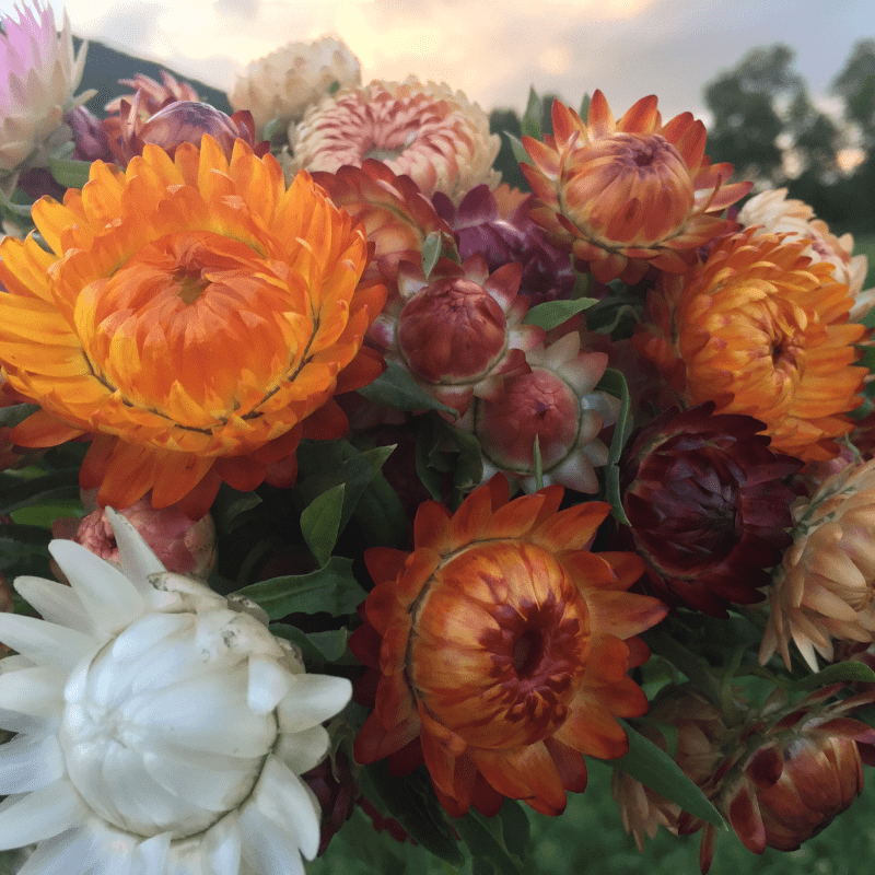 Organic Apricot Peach Straw Flower - Fruition Seeds