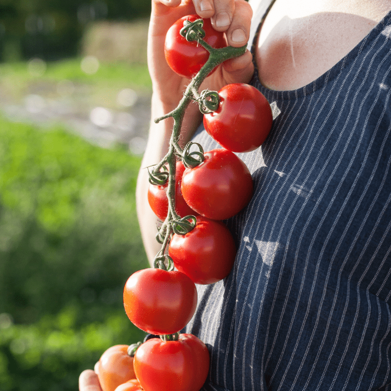 organic-summer-sweetheart-tomato-1