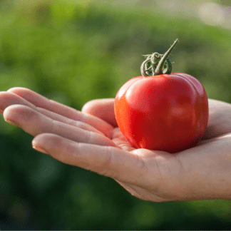 Organic Summer Sweetheart Cherry Tomato