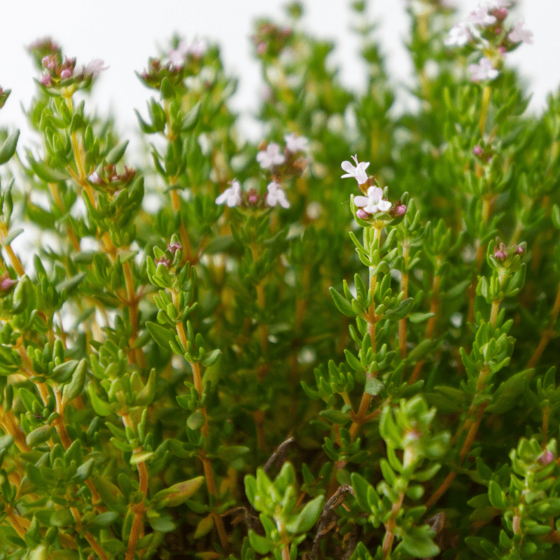 Thyme Seeds, Organic Varieties