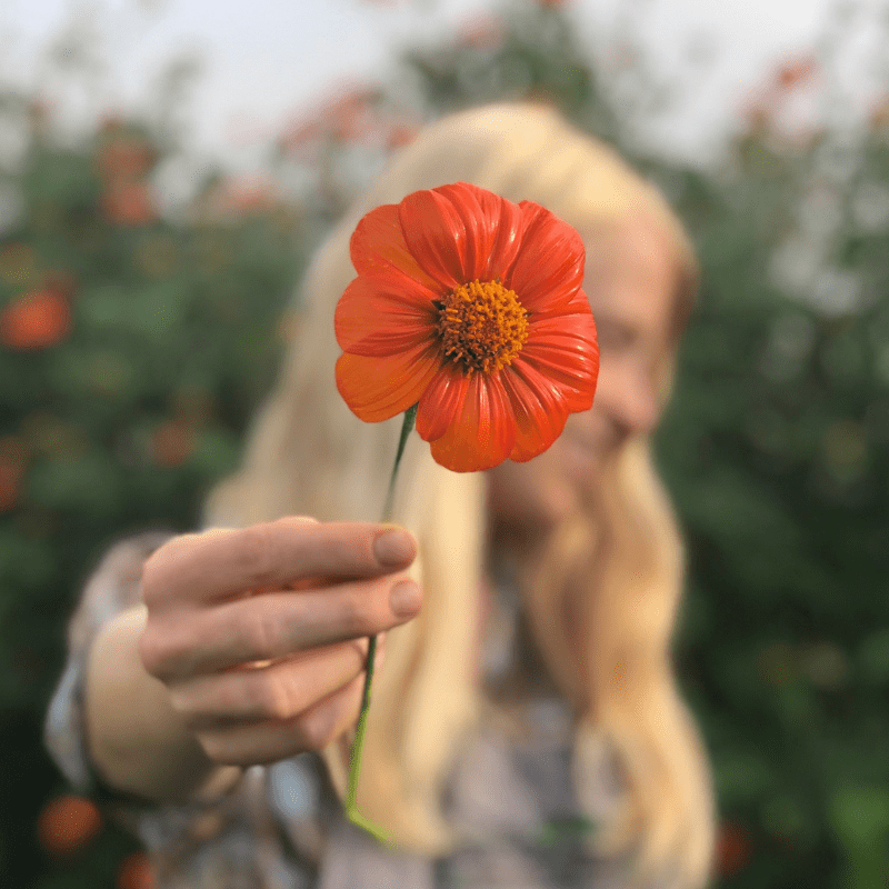 Organic Tithonia 1