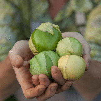 Organic Toma Verde Tomatillo