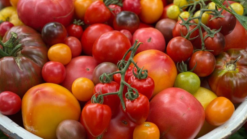Organic Tomato in bowl 800x800 1 edited