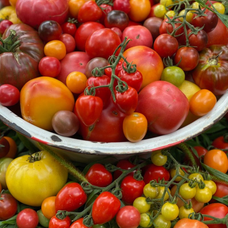 Events 1 Organic Tomato in bowl 800x800 1