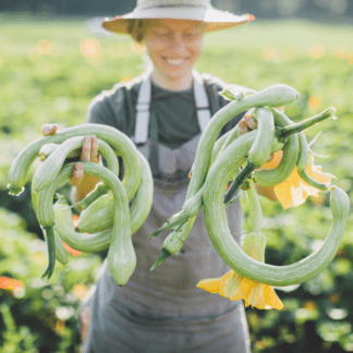 Organic Tromboncino Squash