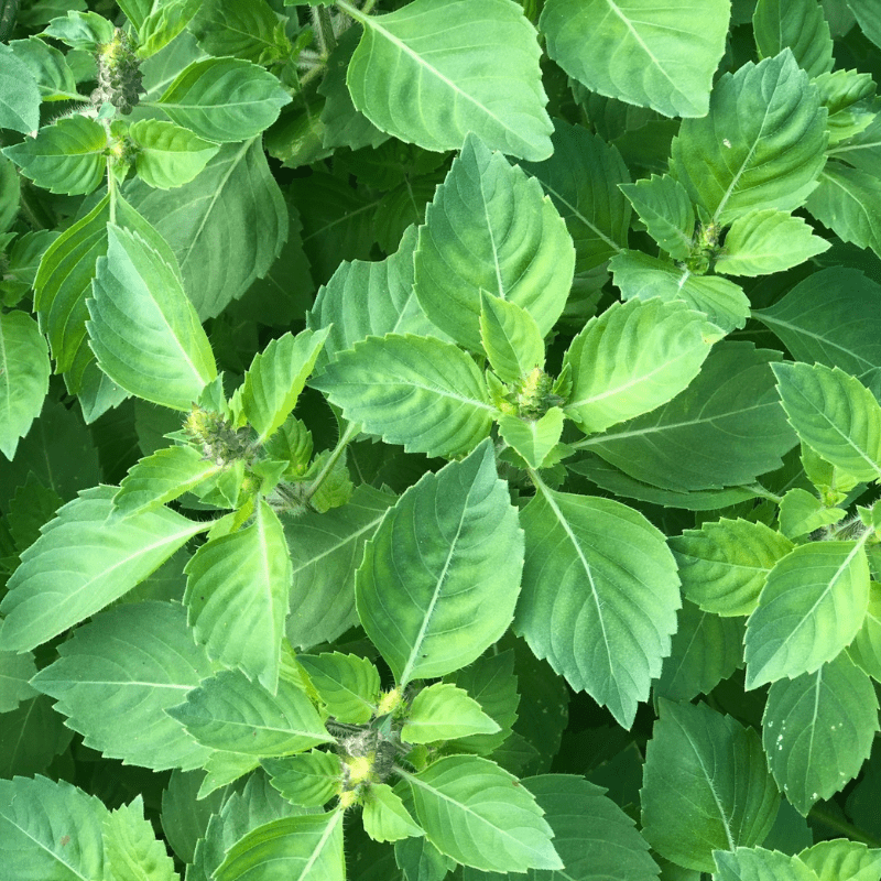 Organic Tulsi Basil - Fruition