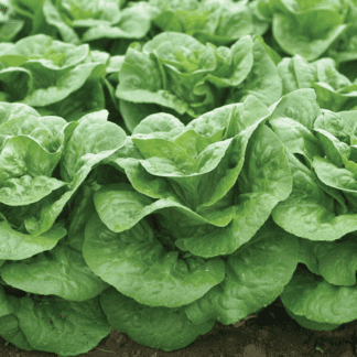 Organic Winter Density Lettuce