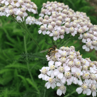 Organic Native Yarrow