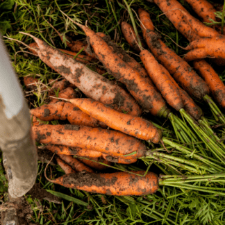 Organic Early Milan Nantes Carrot