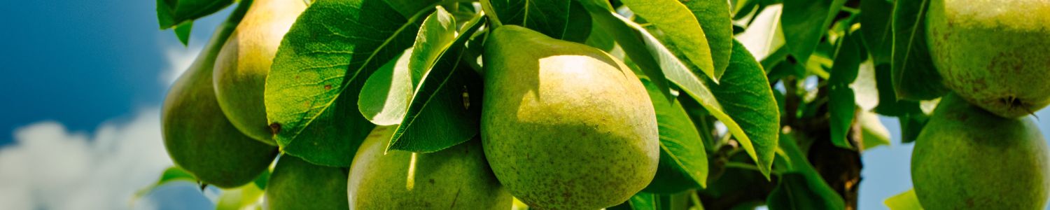 Organic pear banner