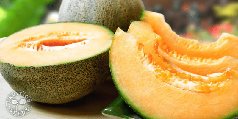 How to Know When a Melon is Ripe 3