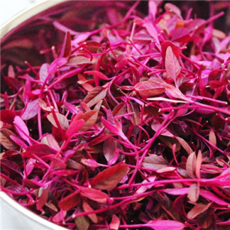 Organic Red Amaranth for Microgreens